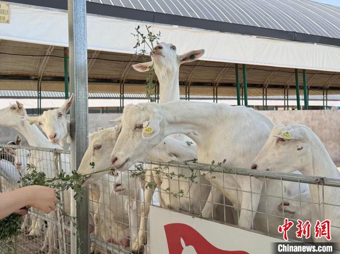 （高质量发展调研行）一杯羊乳中的“生态密码”：中国羊乳之都如何打造立体生态循环体系？