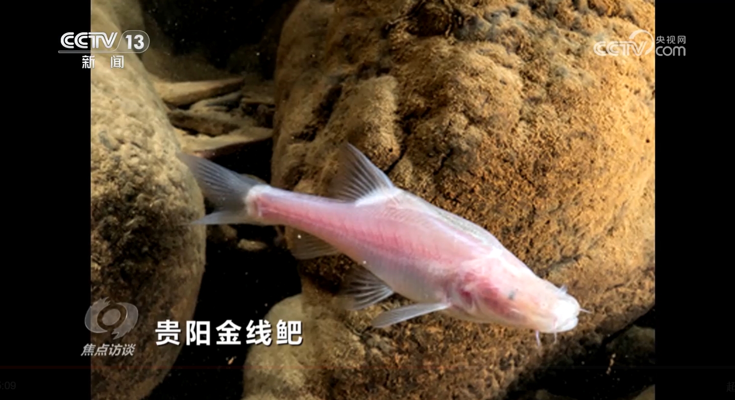 焦点访谈：区域经济新格局 携手走上共同富裕路