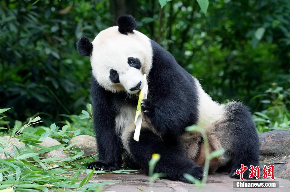 海归大熊猫“贝贝”夏日卖萌憨态可掬