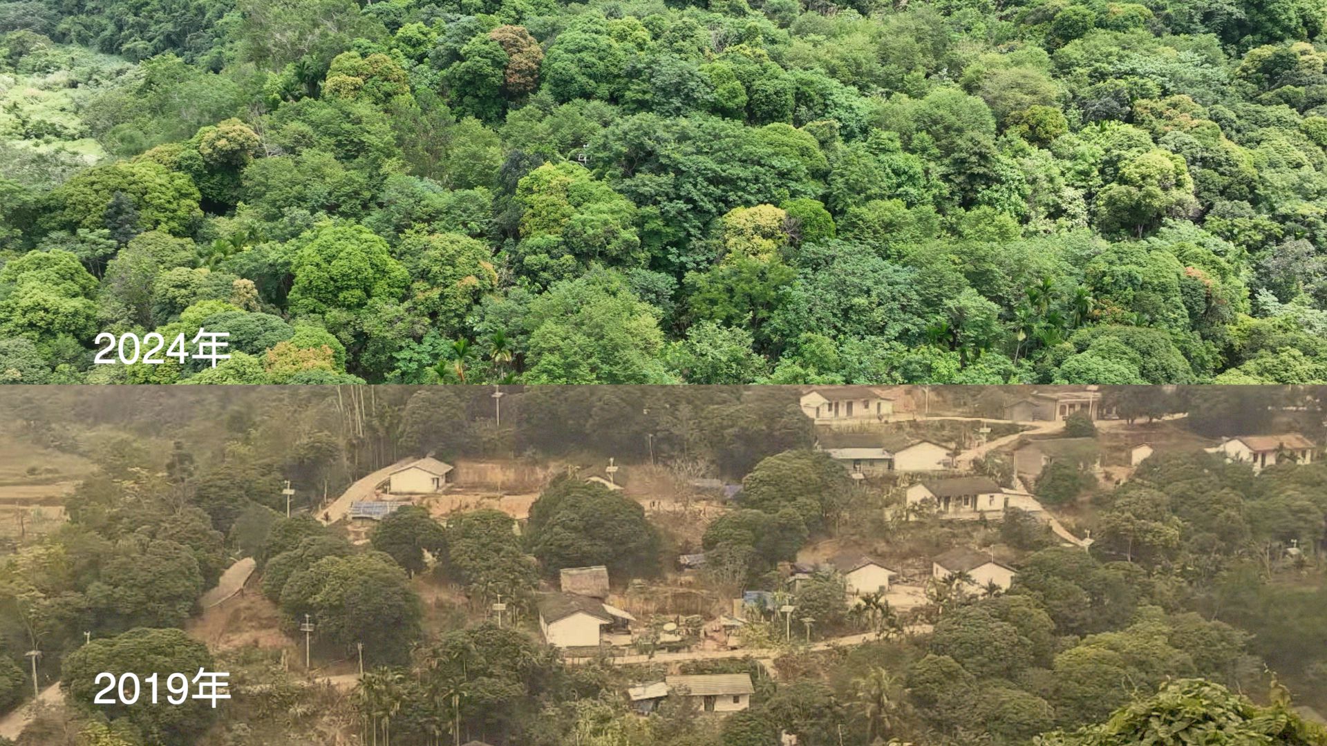 逢山开路 遇水架桥｜雨林里的改革探索