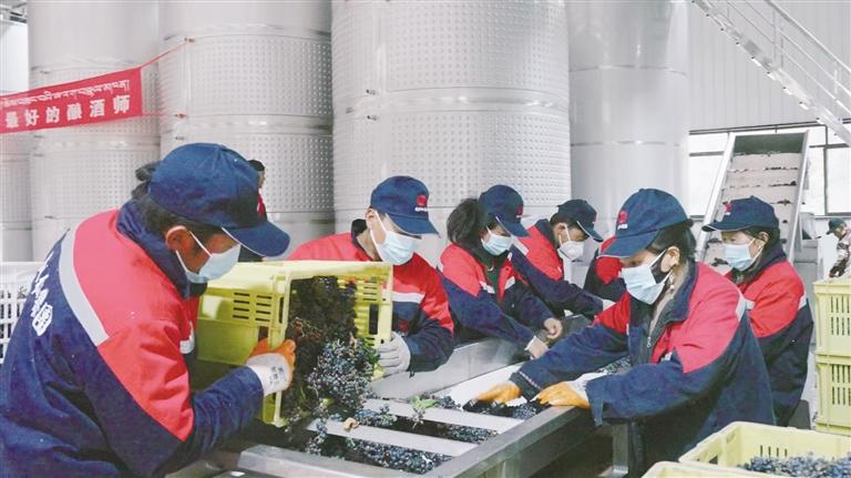 西藏自治区本地红酒实现出口“零突破”