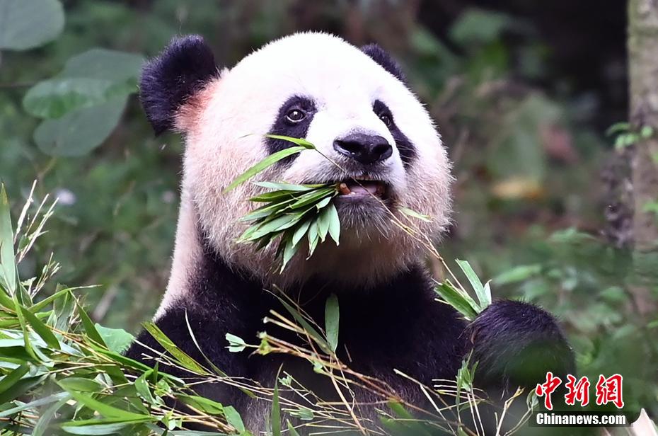 大熊猫卖萌憨态可掬