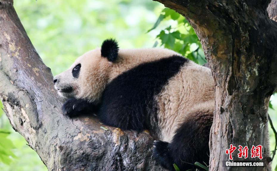 大熊猫卖萌憨态可掬