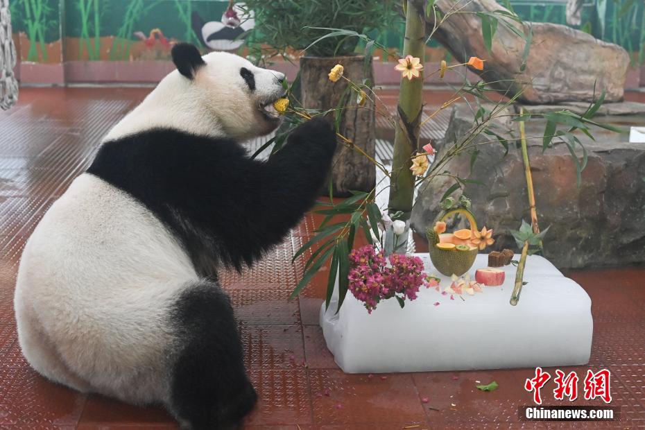 广州持续高温 动物“消暑”享清凉 广州持续高温 动物“消暑”享清凉