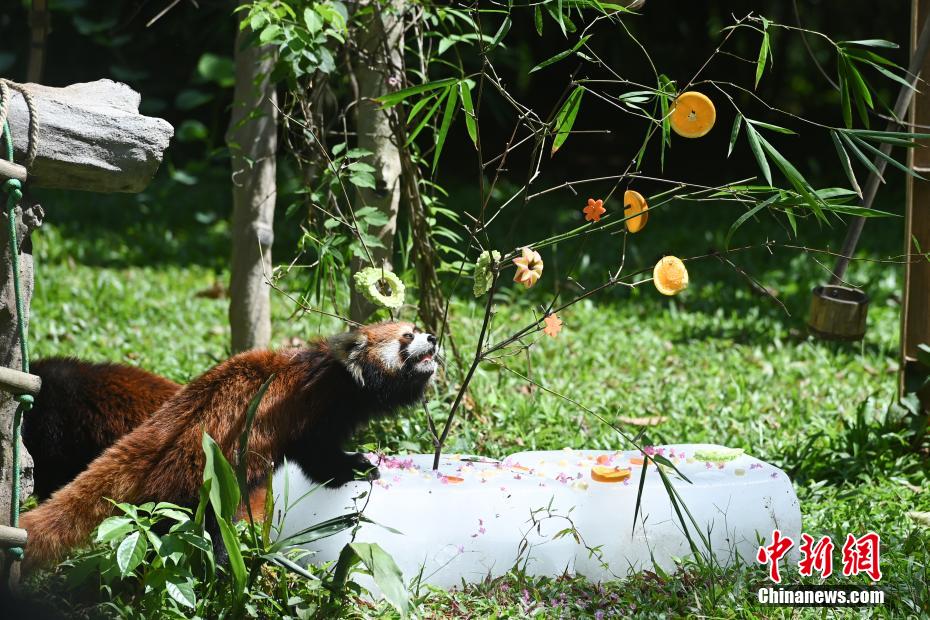 广州持续高温 动物“消暑”享清凉 广州持续高温 动物“消暑”享清凉