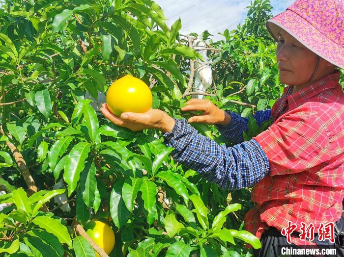 广东台山黄晶果上市 “果中燕窝”主销高端商超