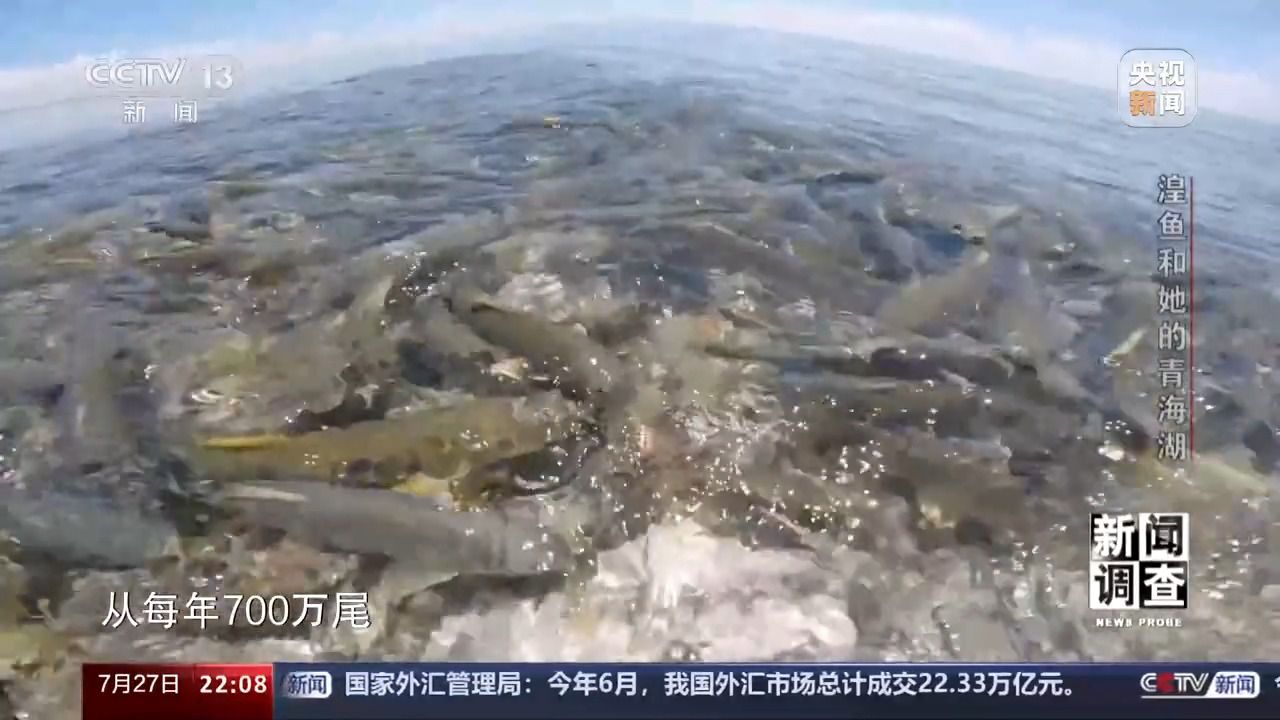 拯救濒危湟鱼 青海湖如何再现半河清水半河鱼？