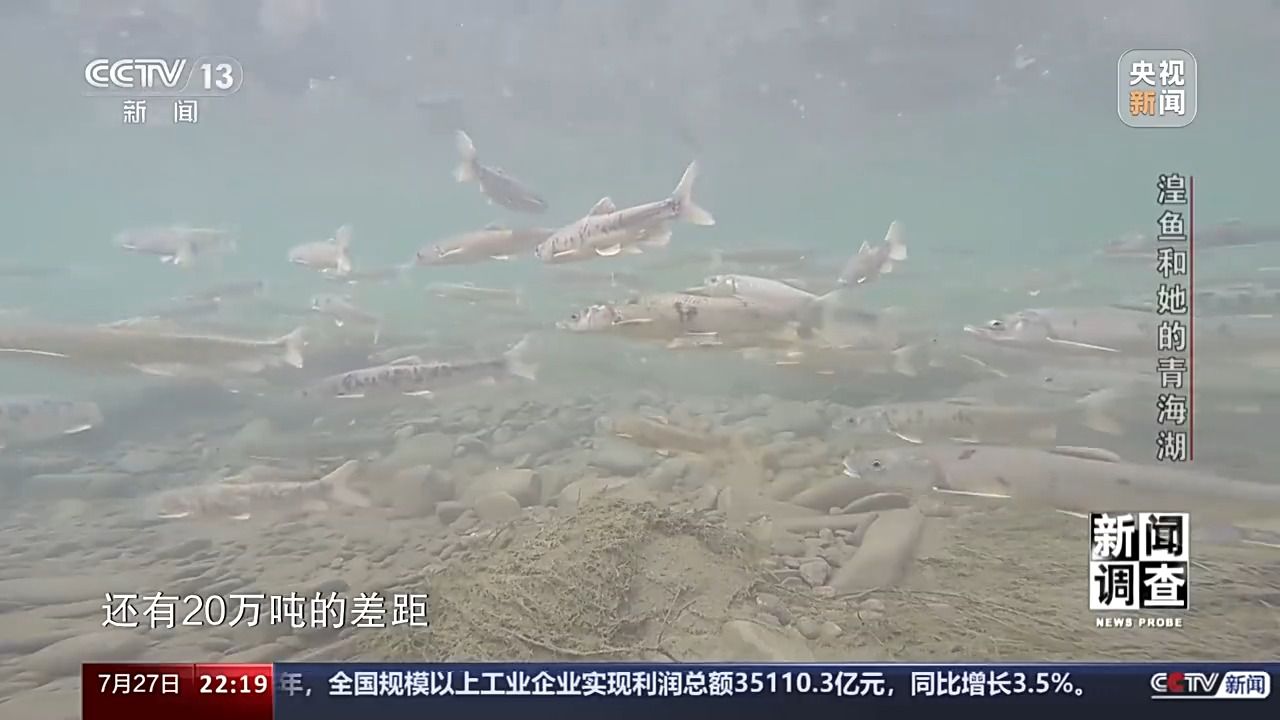 拯救濒危湟鱼 青海湖如何再现半河清水半河鱼？