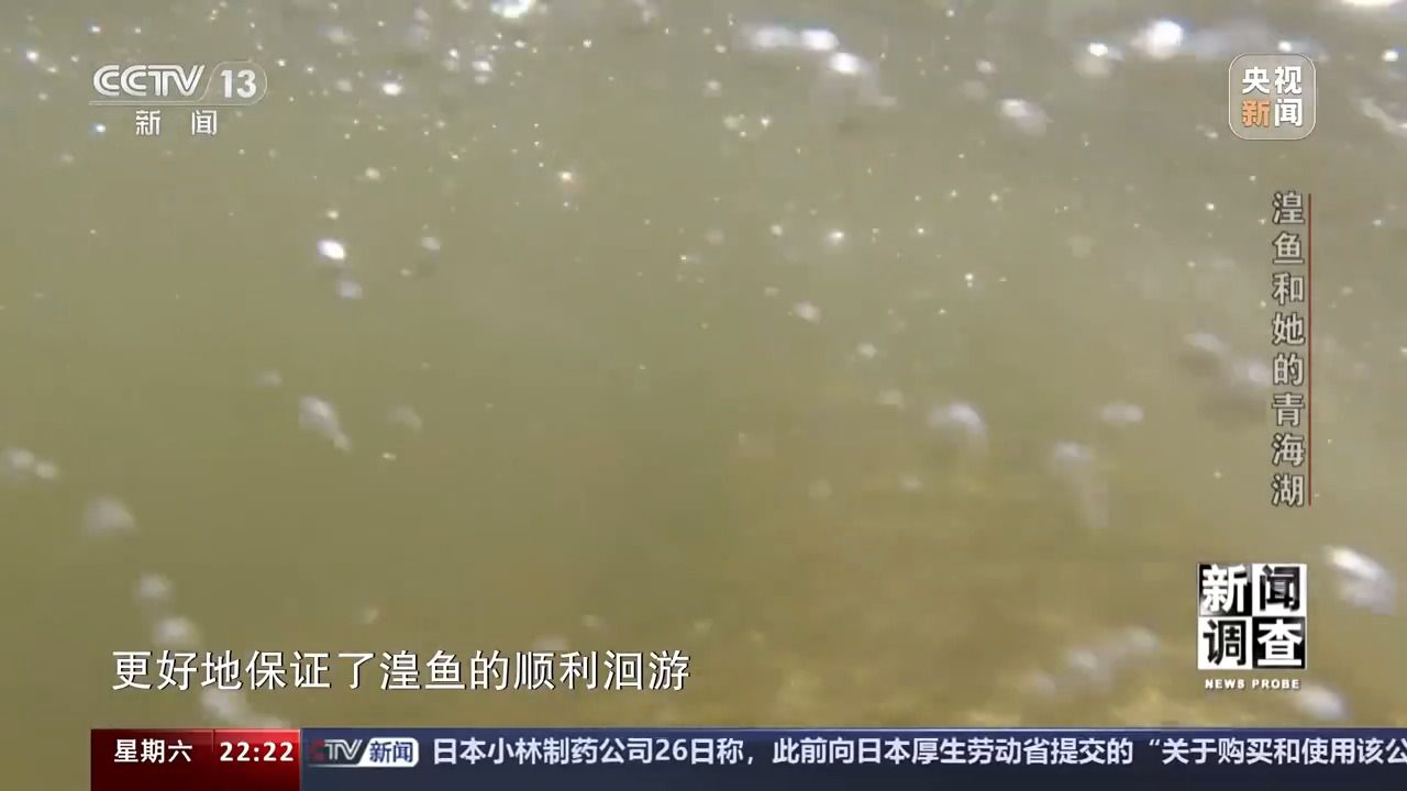 拯救濒危湟鱼 青海湖如何再现半河清水半河鱼？