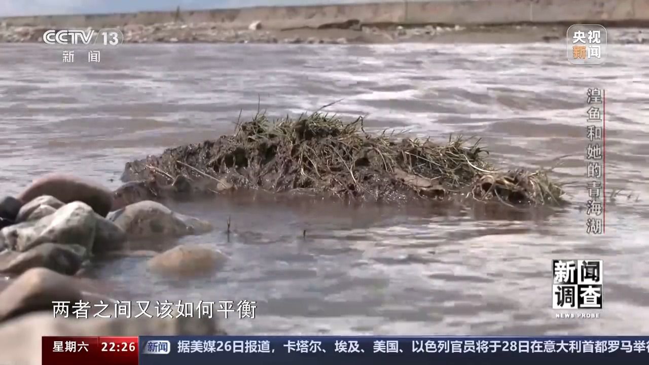 拯救濒危湟鱼 青海湖如何再现半河清水半河鱼？