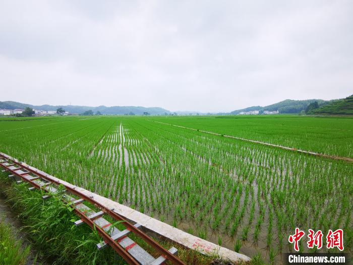 锚定现代化 改革再深化丨福建三明推进“中国稻种基地”高质量发展