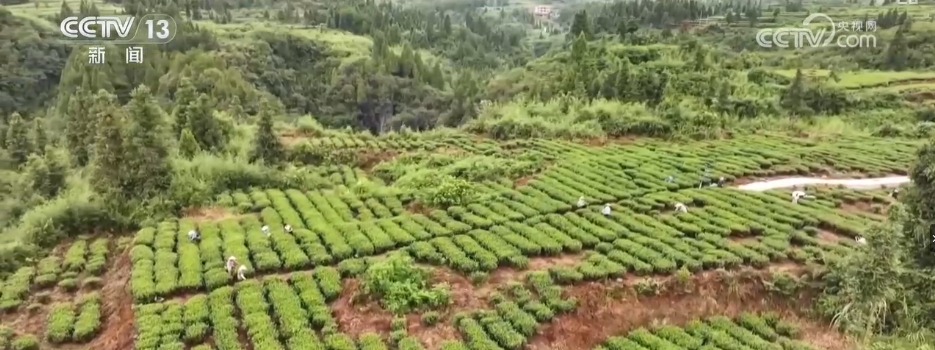 锚定现代化 改革再深化 | “生态账户”架起生态金融经济绿色桥梁