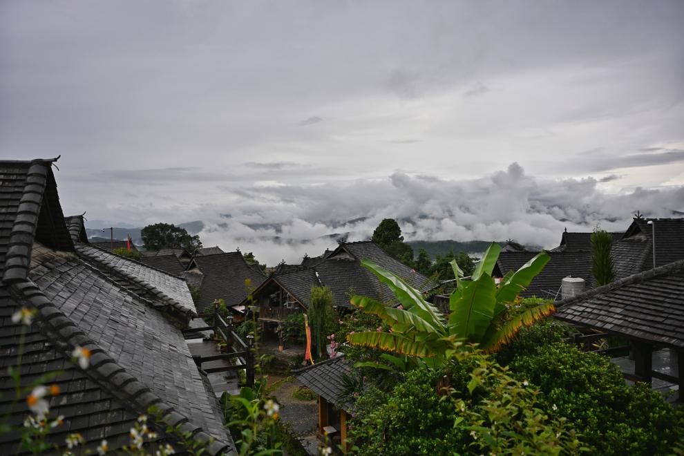 高质量发展调研行｜景迈山上，“人在草木间”