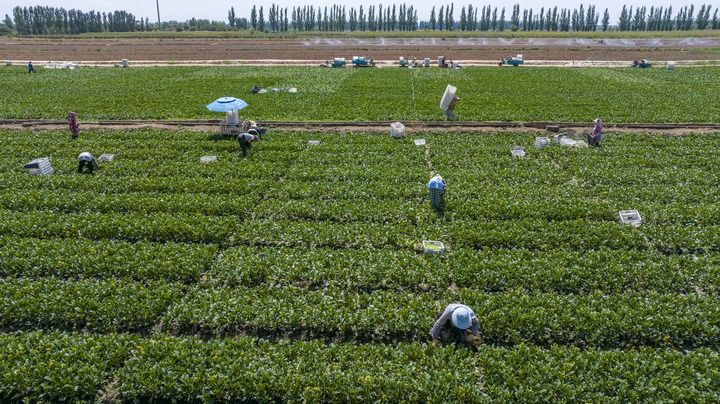 塞上江南谱新篇——宁夏铸牢中华民族共同体意识纪实