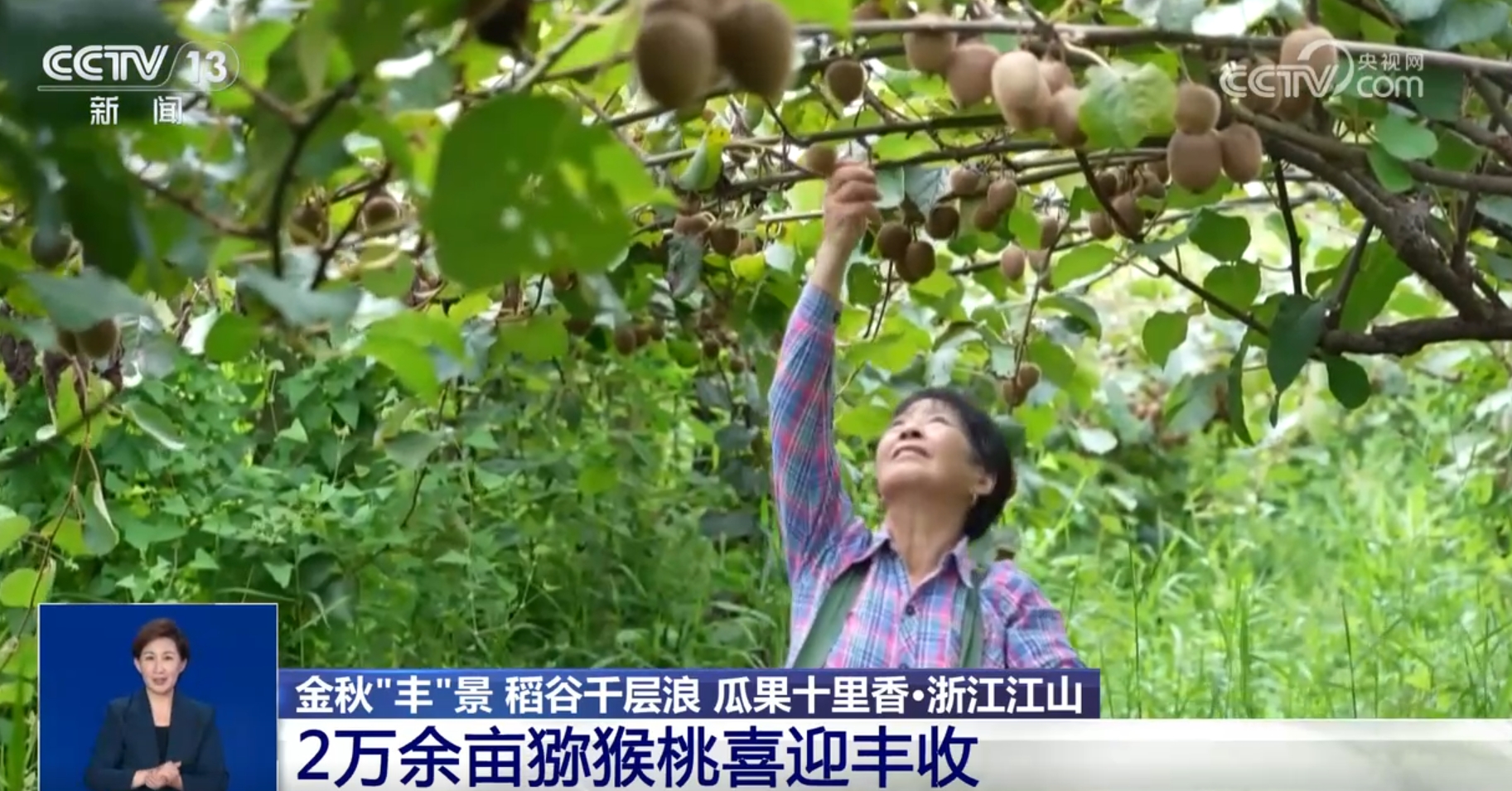 稻谷千层浪、瓜果十里香、鱼虾肥饶鲜味足 金秋时节“丰”景偶合