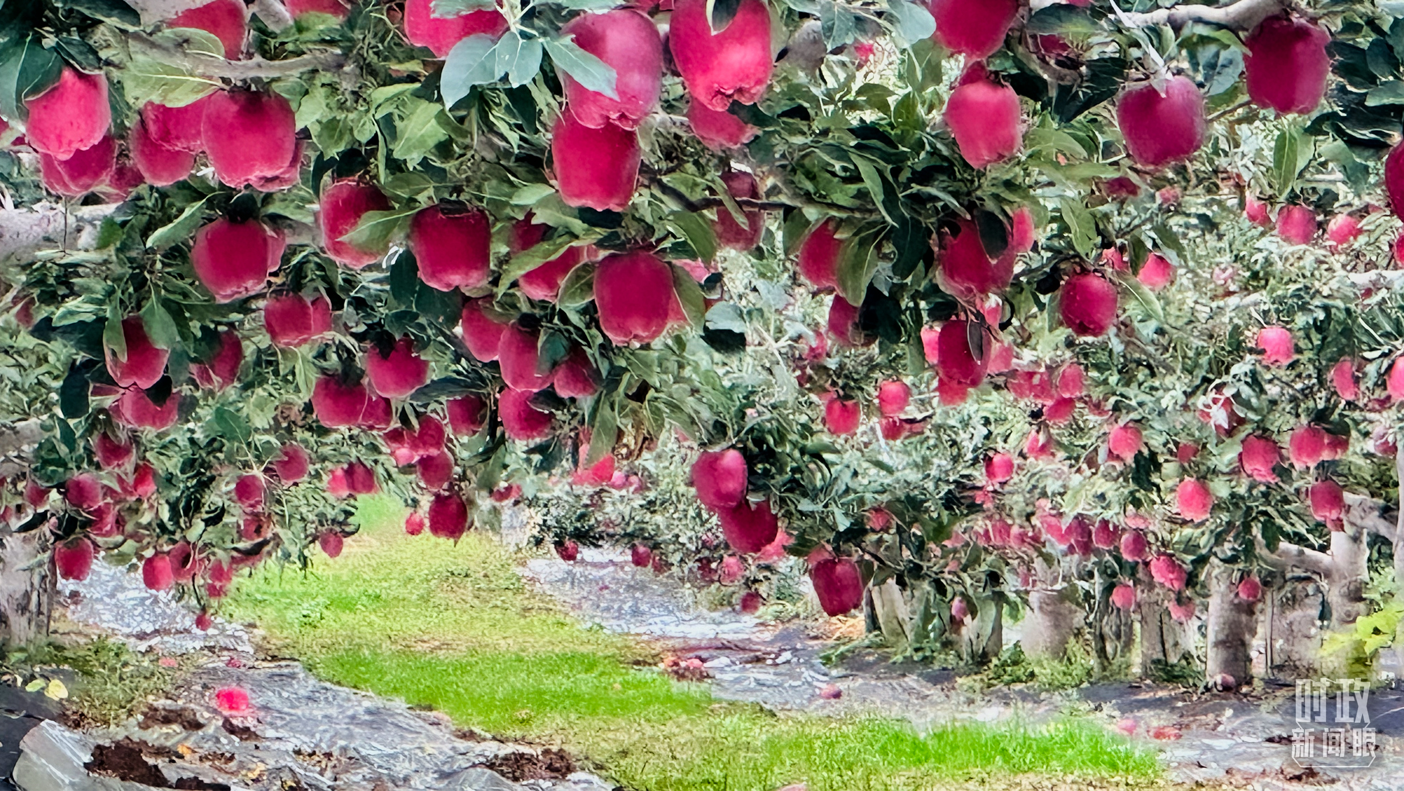 时政新闻眼丨三中全会后首次考察，习近平来到这两座西部名城