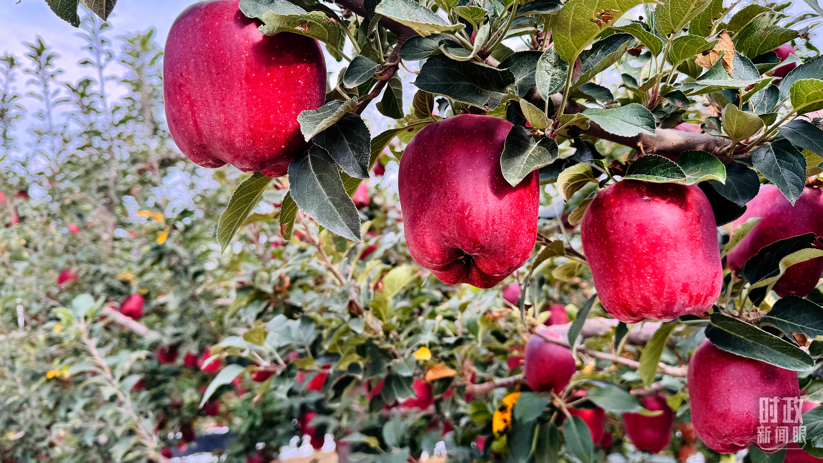 时政新闻眼丨三中全会后首次考察，习近平来到这两座西部名城