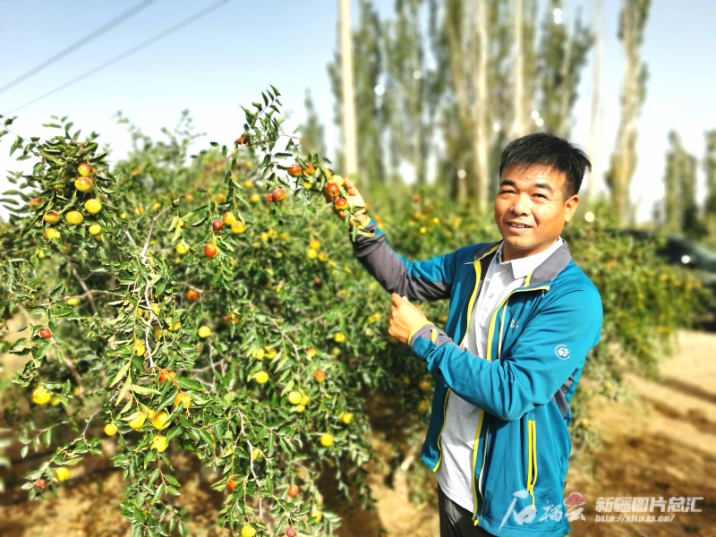 尼雅河畔新绿洲