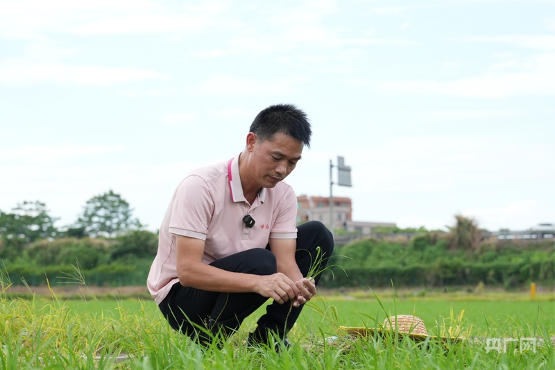 科技赋能强种业 人勤苗壮绘丰收