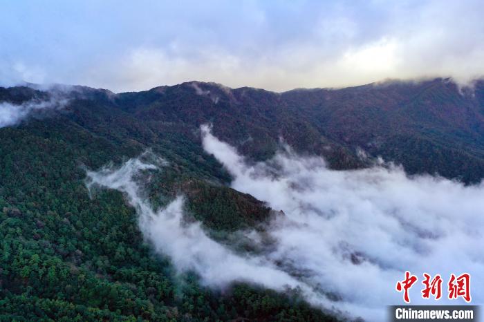 “禁区”变景区 揭秘现实版“云南虫谷”哀牢山