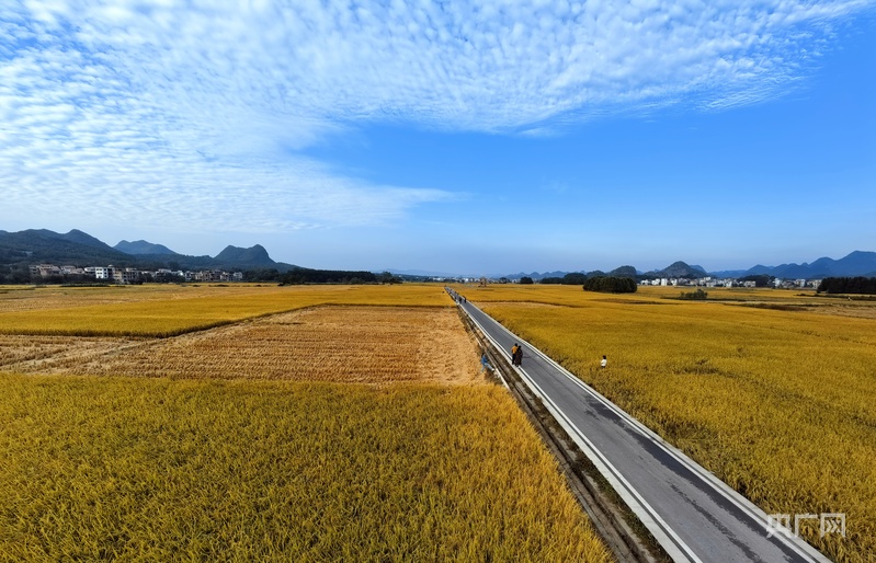 秋收“丰”景｜在希望的田野奏响晚稻丰收曲