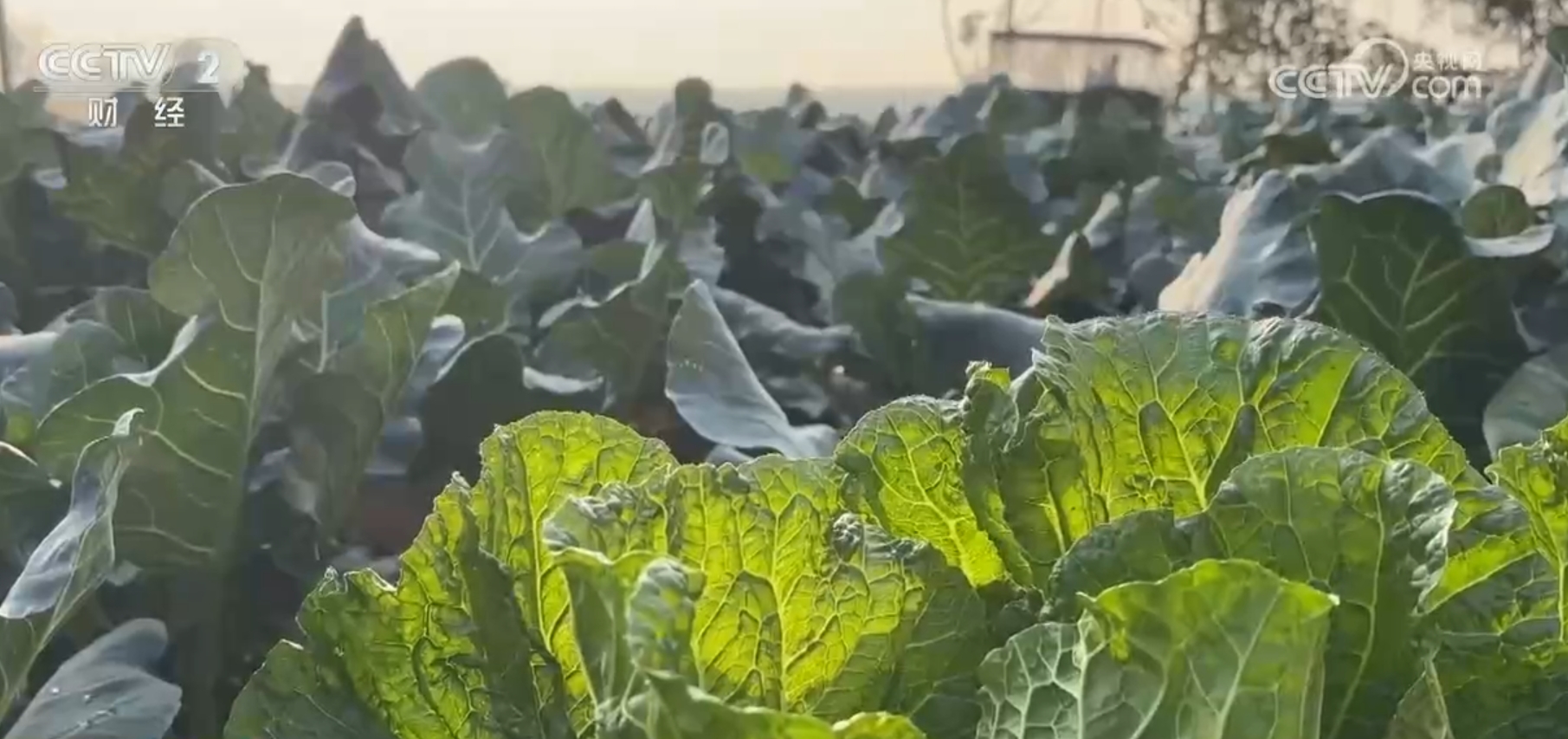 秋季蔬菜大量上市供应充足 居民“菜篮子”价格逐步趋稳回落