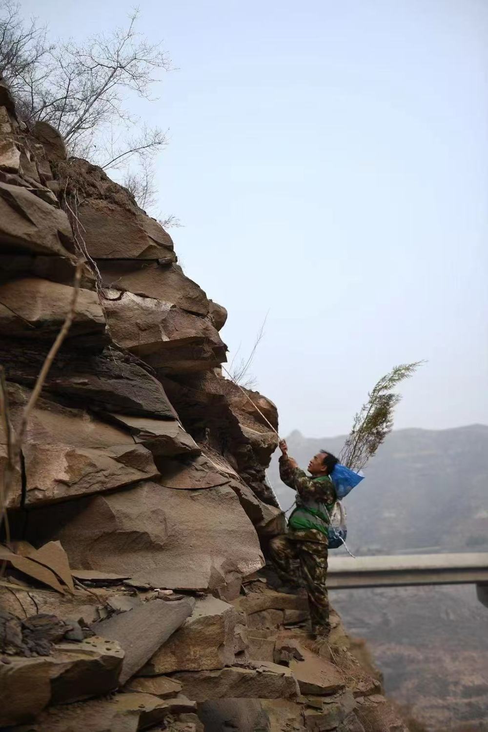 黄河岸边的“悬崖造林队”：誓把黄土变绿地