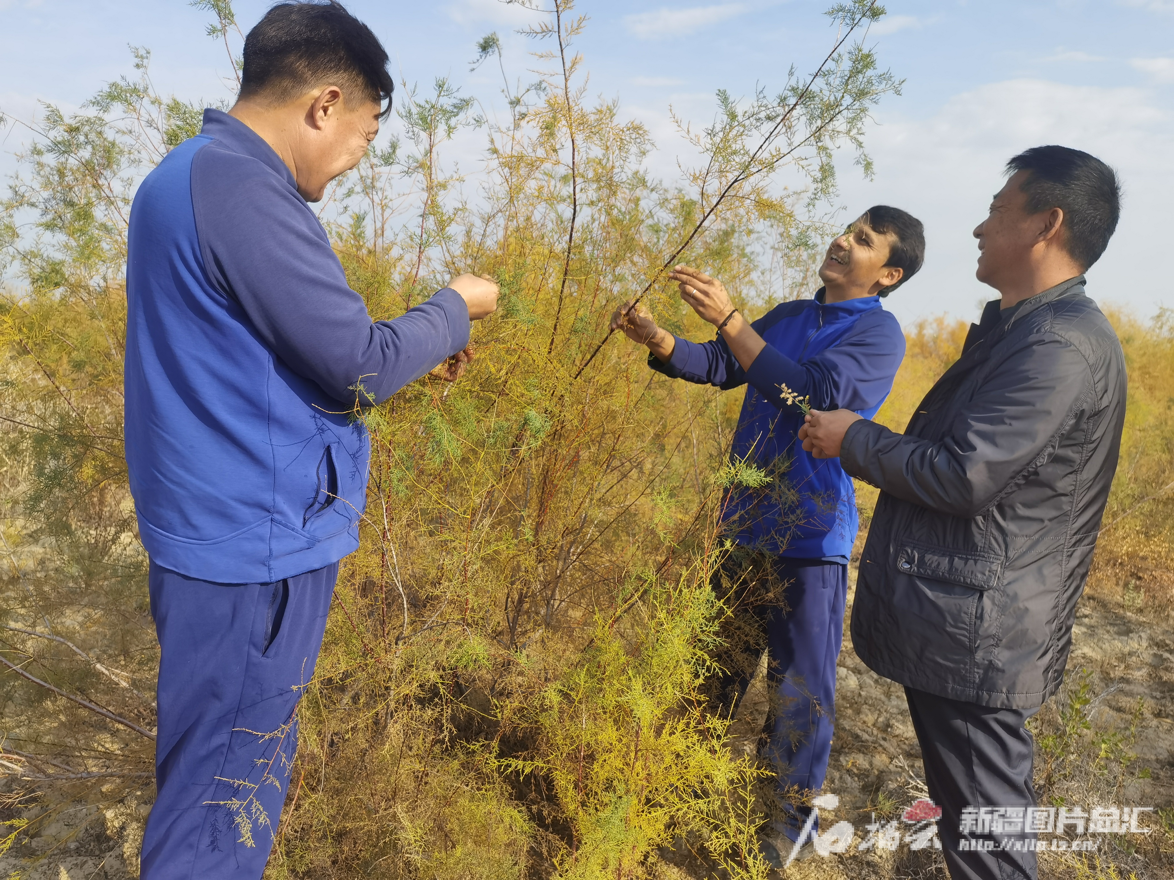 接力护绿41年——探访亚洲最大白梭梭林保护区