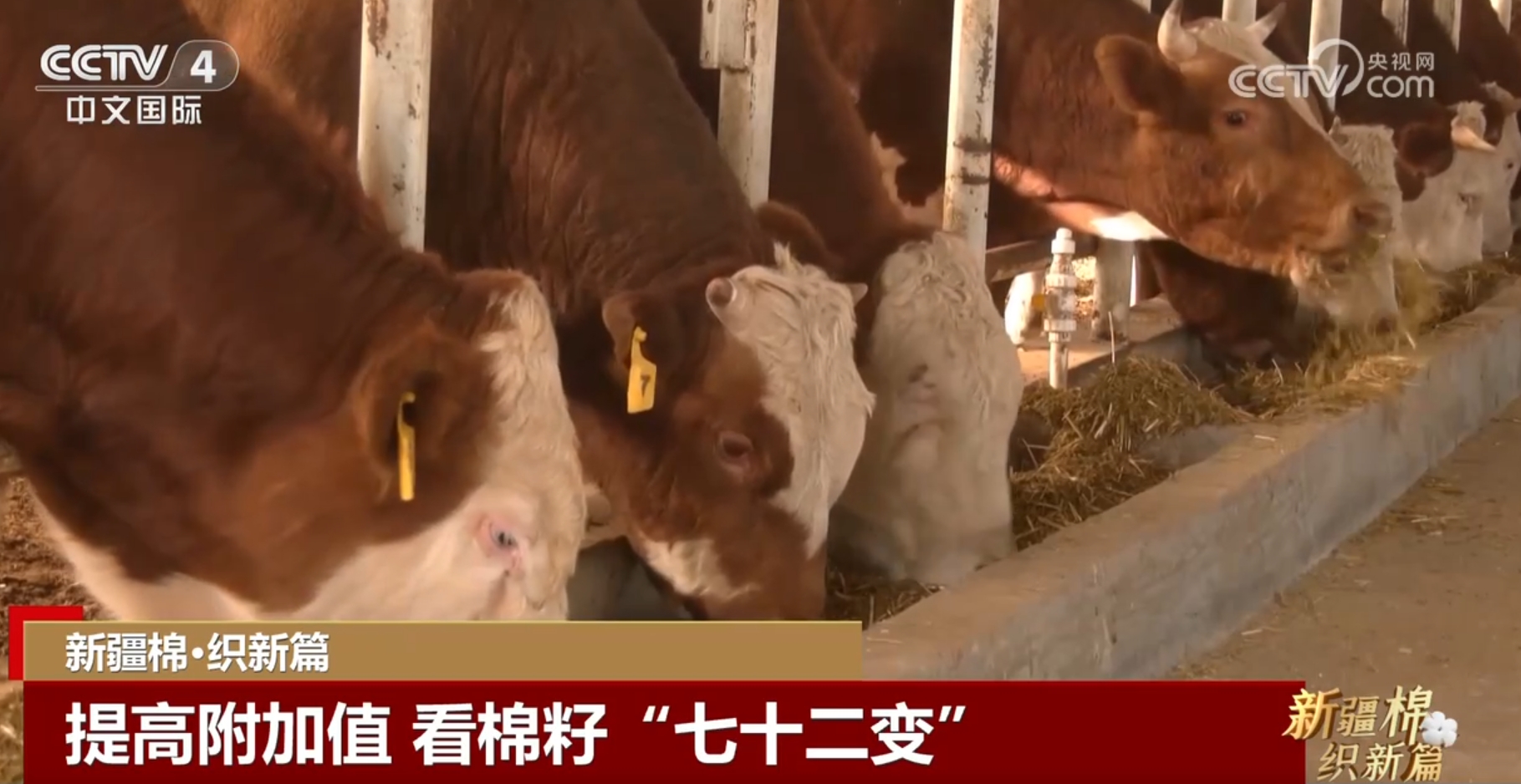 “硬核”科技力量助力新疆棉“七十二变” 为幸福生活增光添彩 “硬核”科技力量助力新疆棉“七十二变” 为幸福生活增光添彩