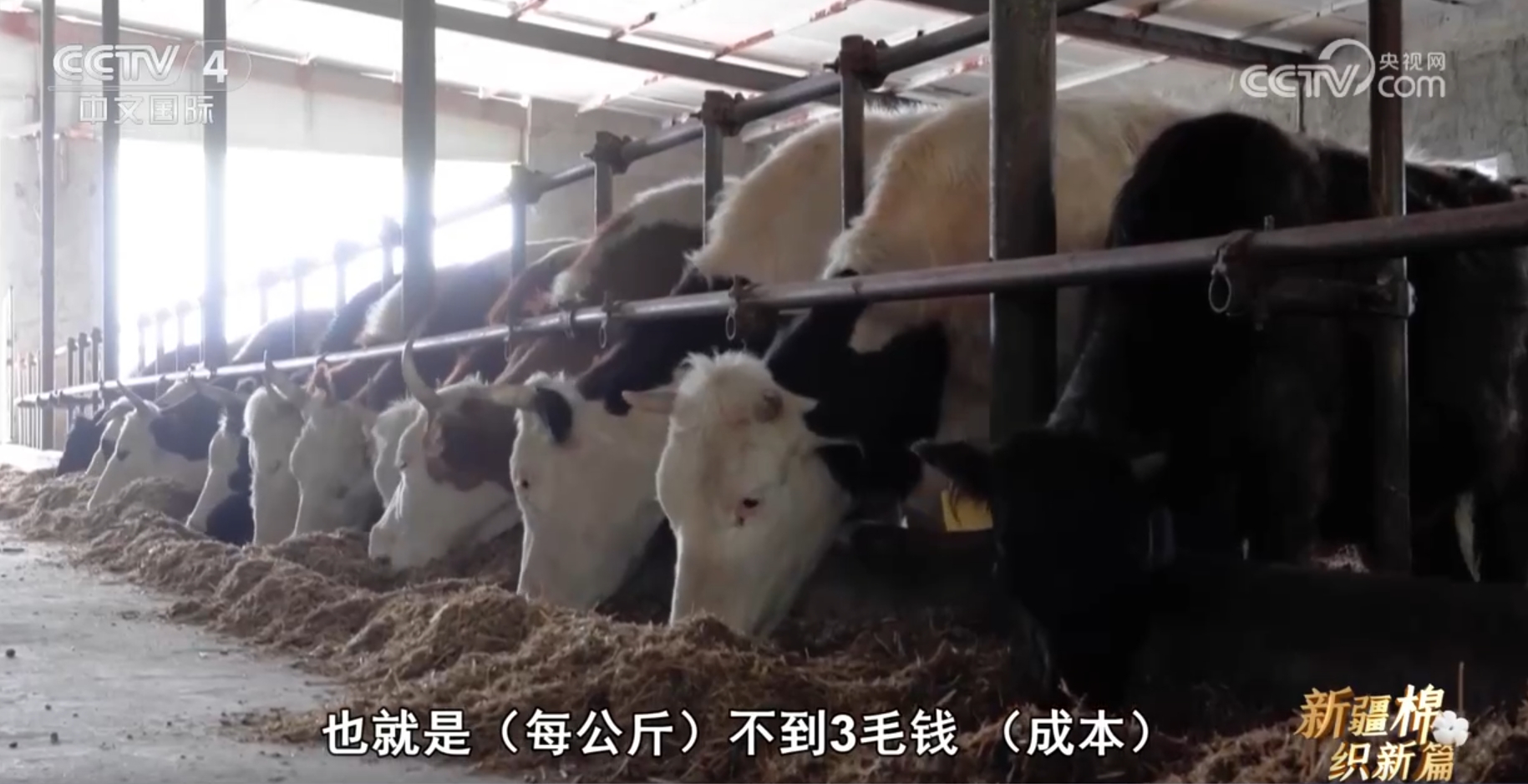 “硬核”科技力量助力新疆棉“七十二变” 为幸福生活增光添彩 “硬核”科技力量助力新疆棉“七十二变” 为幸福生活增光添彩