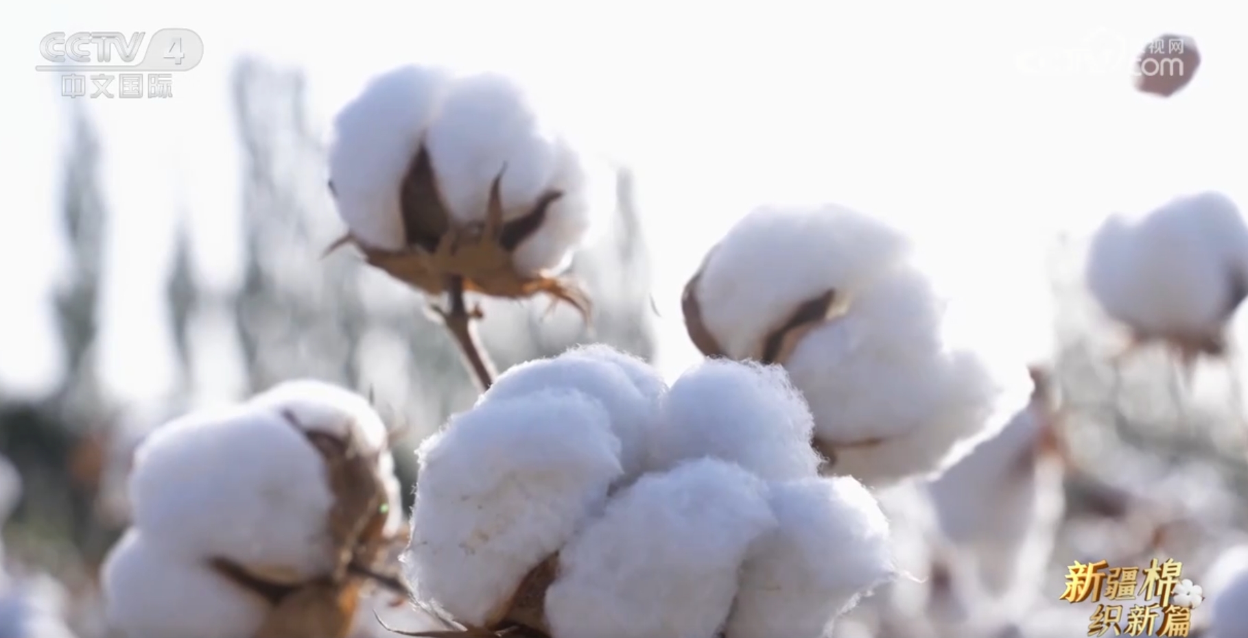“硬核”科技力量助力新疆棉“七十二变” 为幸福生活增光添彩 “硬核”科技力量助力新疆棉“七十二变” 为幸福生活增光添彩