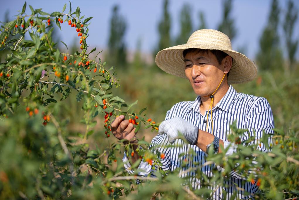 新时代中国调研行之看区域·西部篇丨这里的土地连着世界的“餐桌”——西北地区特色农产业发展观察