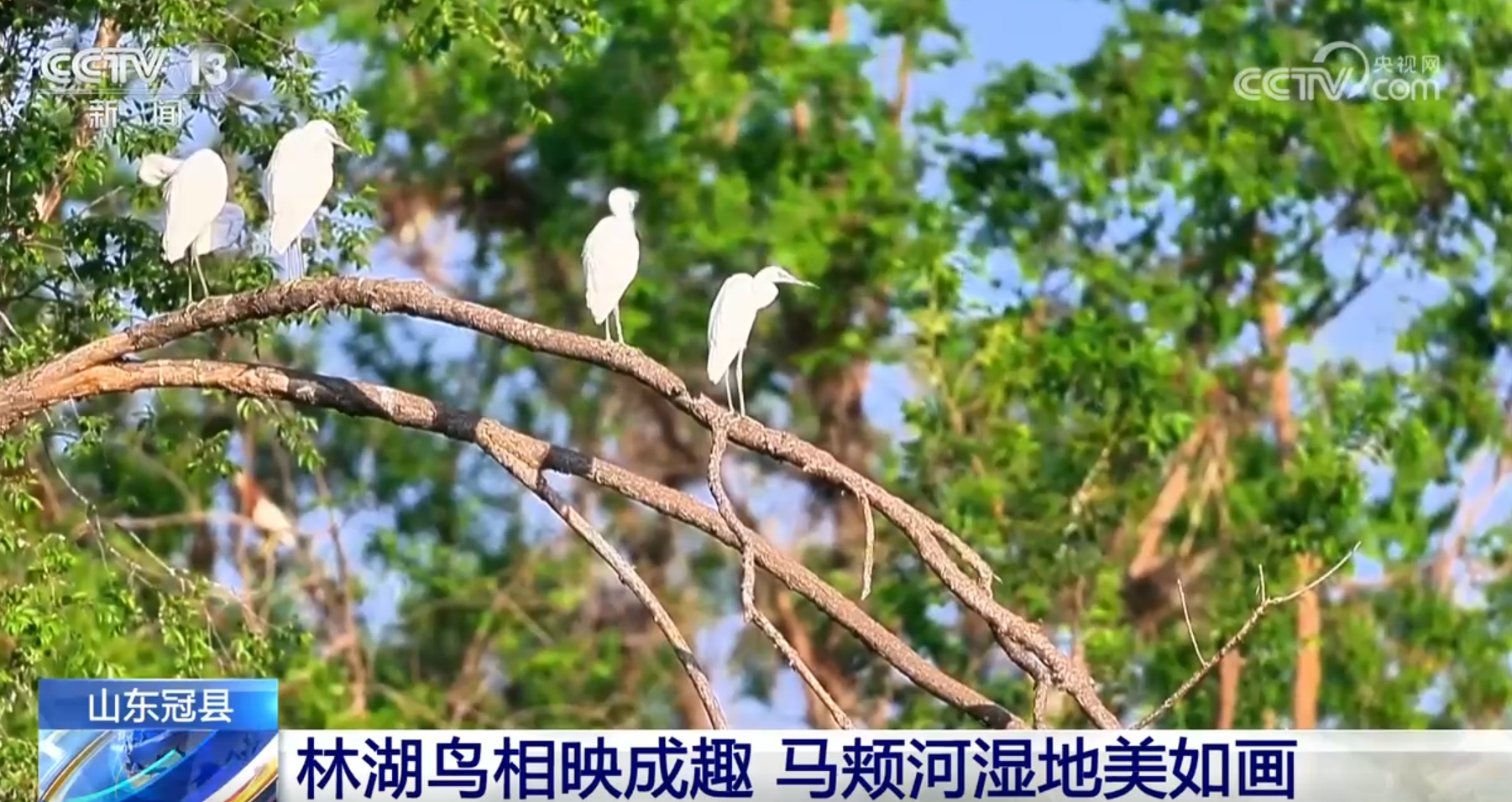 “黑科技”+“护飞”助力 碧水青山间候鸟翔集涌动勃勃生机