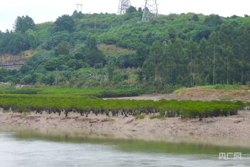 高质量发展看中国|福建宁德：探索生态保护新路径 红树林变身“金树林”