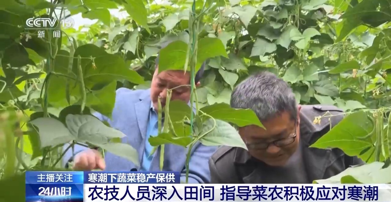 蔬菜也要盖棉被 寒潮下蔬菜这样稳产保供