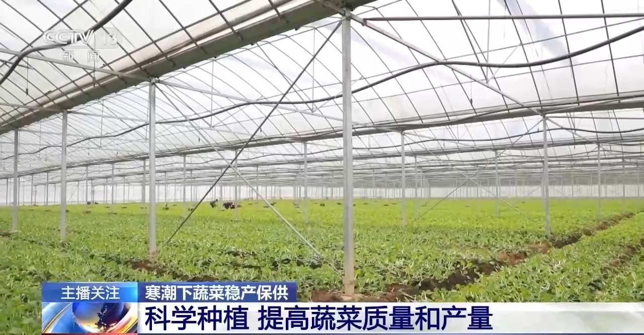 蔬菜也要盖棉被 寒潮下蔬菜这样稳产保供