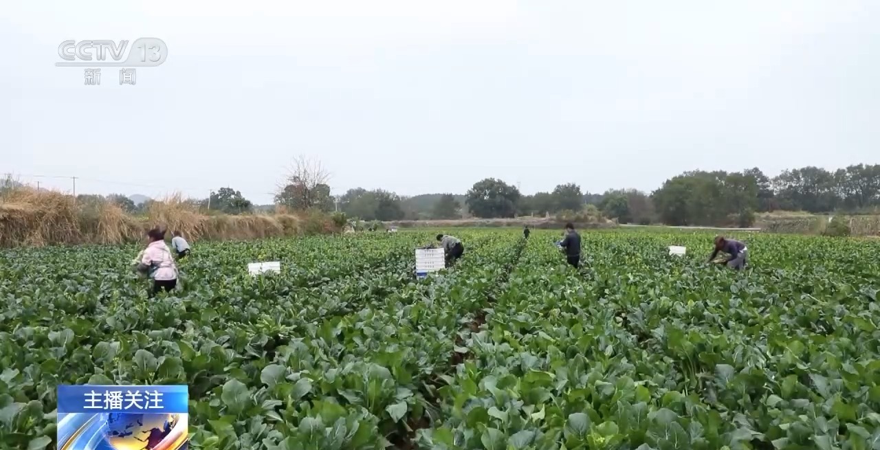 蔬菜也要盖棉被 寒潮下蔬菜这样稳产保供