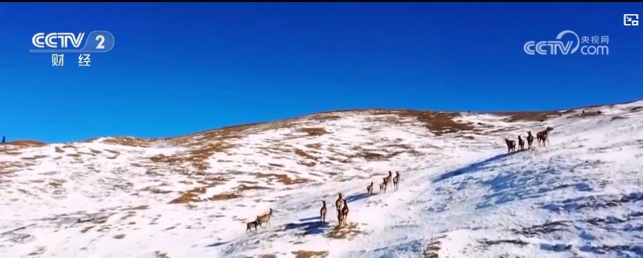 新疆多地冰雪旅游持续升温 独特冬日美景让游客沉醉其中