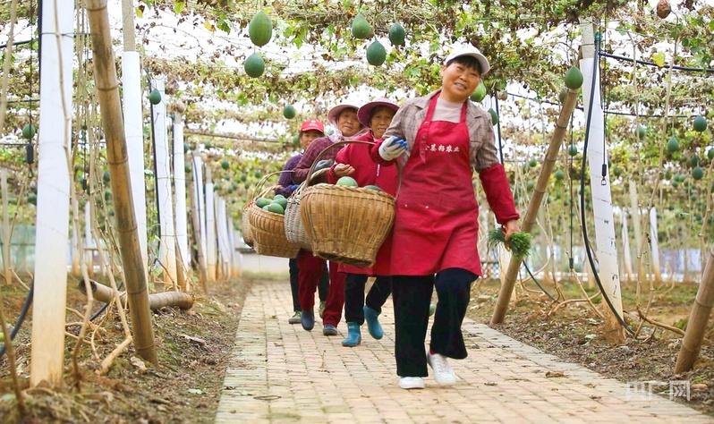 高质量发展看中国｜红土地上话振兴