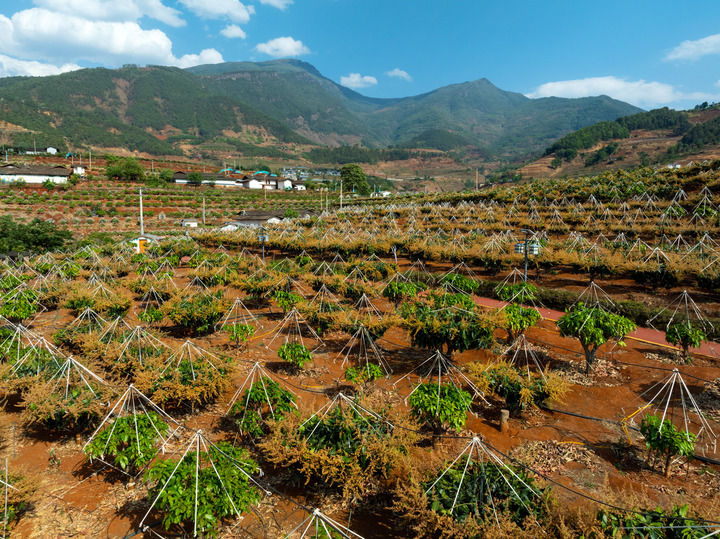 锦绣大地满目新——西部地区乡村振兴观察