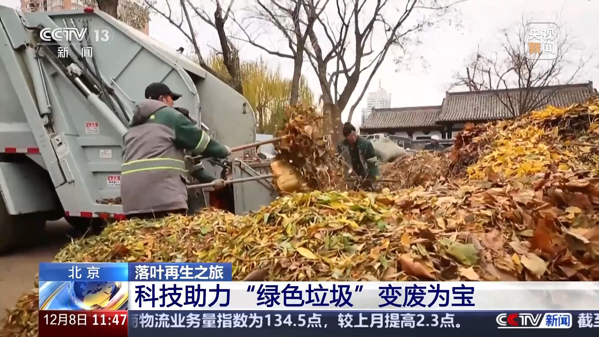 落叶也能“生花” 它们的再生之旅还有这些奇遇