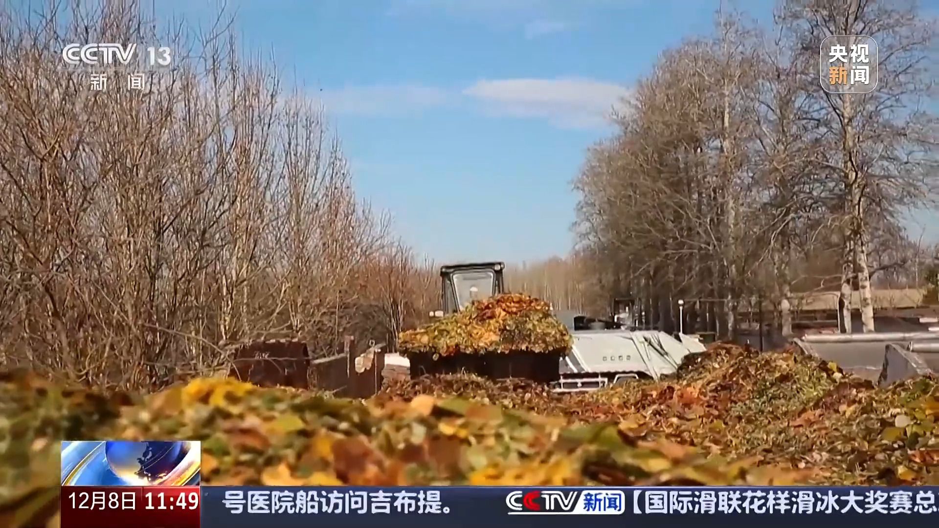 落叶也能“生花” 它们的再生之旅还有这些奇遇