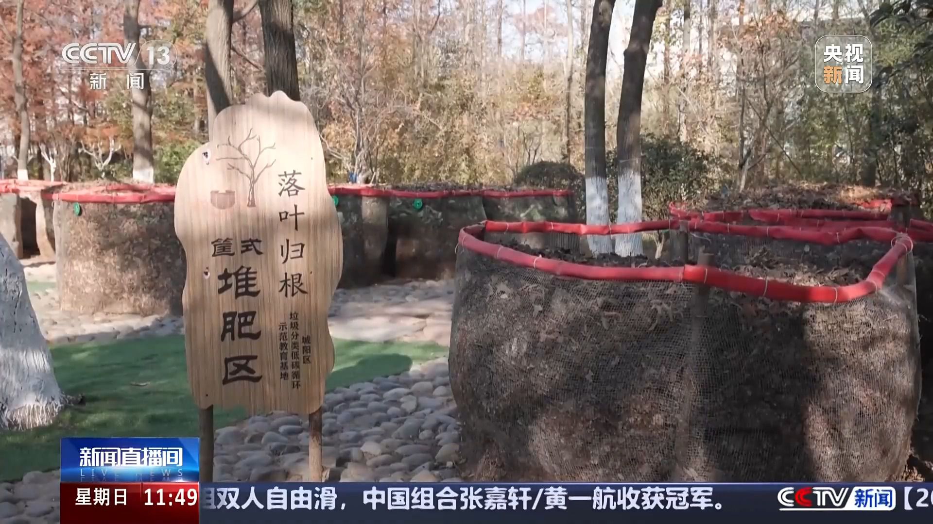 落叶也能“生花” 它们的再生之旅还有这些奇遇