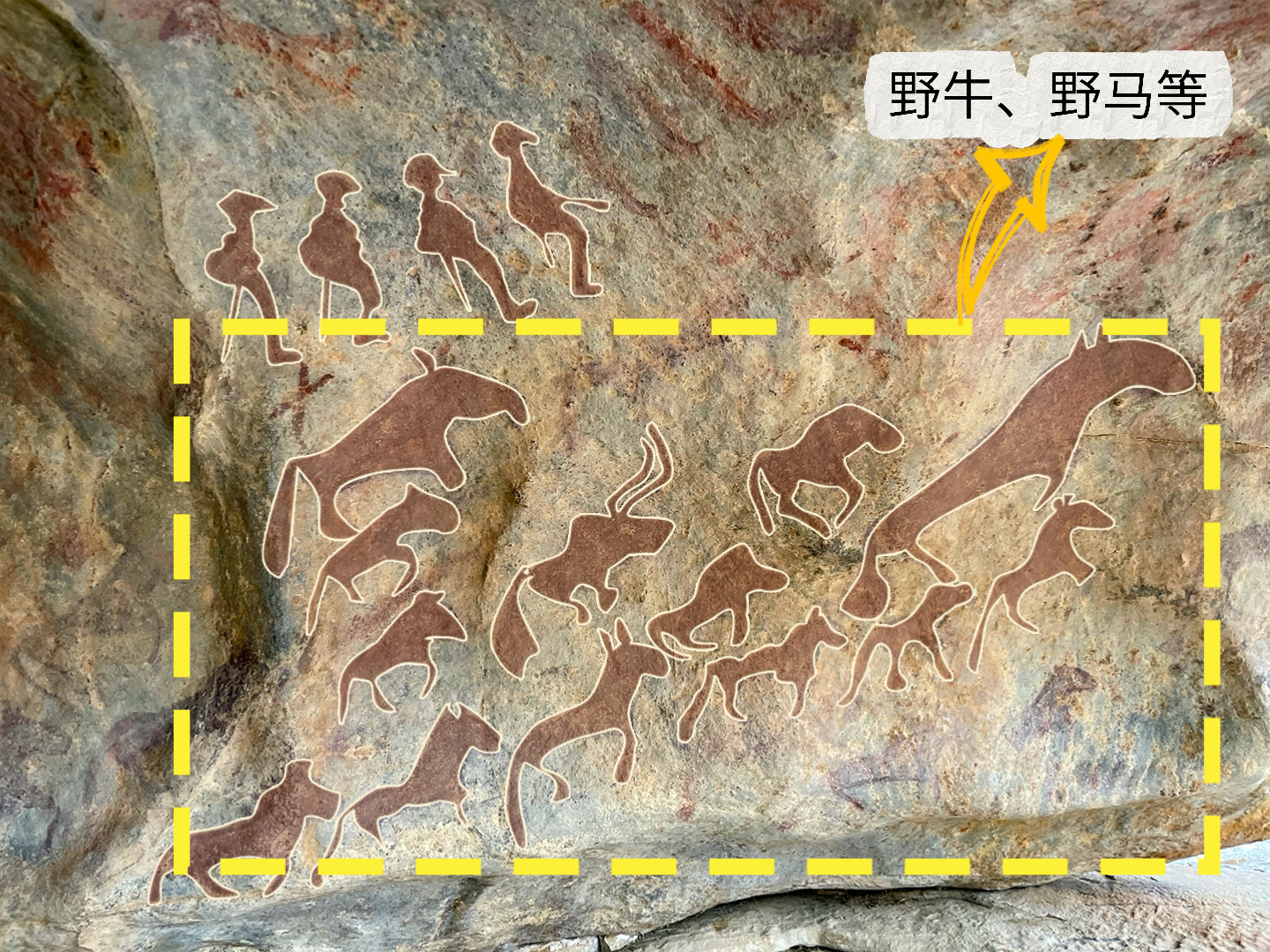 文博日历丨一万多年前,古人已经在“你的阿勒泰”滑雪了