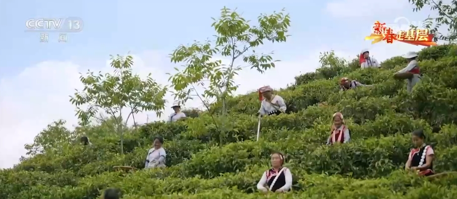 新春走基层·走三州 | 绿水青山带笑颜 农文旅融合编织旅居生活新画卷