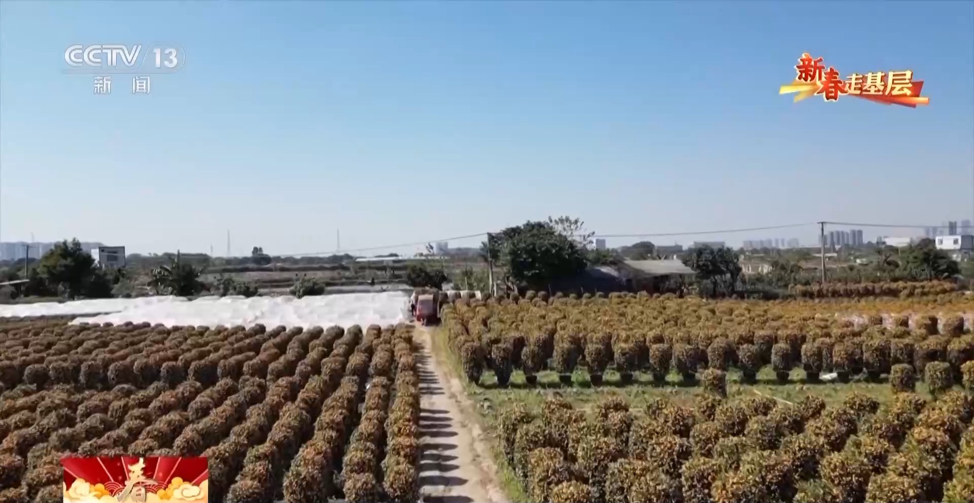 新春走基层丨种植基地→花卉市场→千家万户 年宵花的背后是他们的辛勤付出