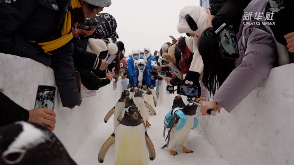 中国经济圆桌会｜亚冬会要来了！哈尔滨冰雪旅游“热”力无限