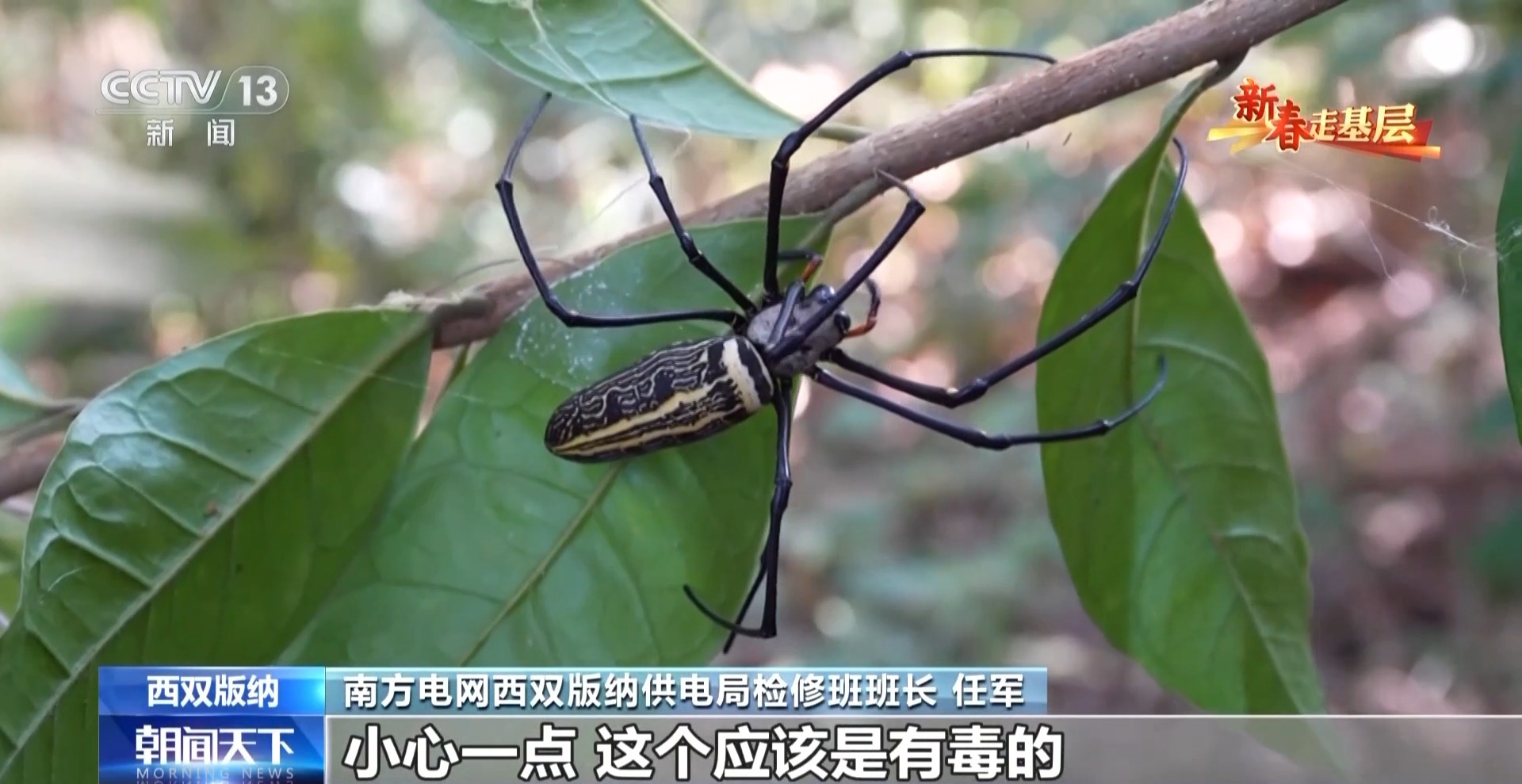 新春走基层丨他们是守护万家灯火的雨林“蜘蛛人”