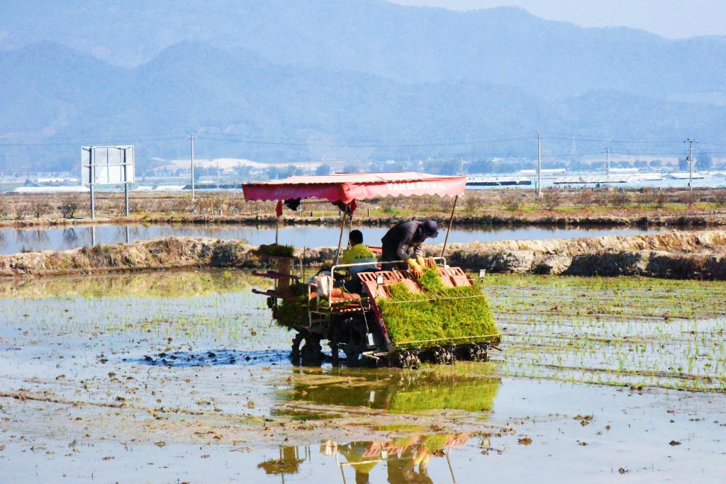 新华全媒+丨播种在充满希望的春天——“滇南粮仓”春耕见闻