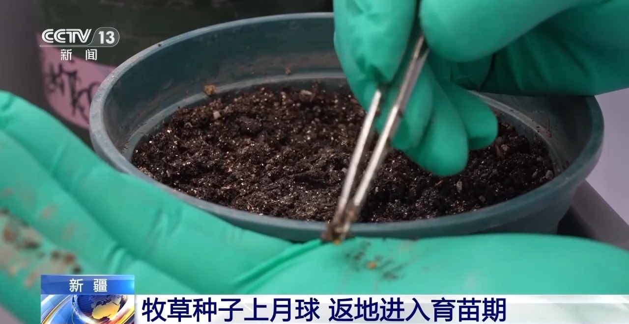 “航天育种+生物育种+人工智能”组合孕育“未来牧业”